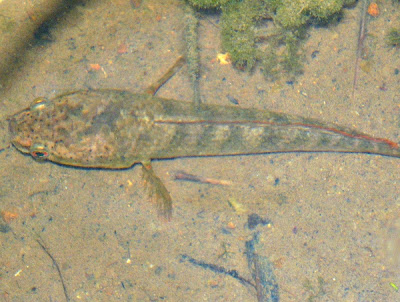 Spotted+Snakehead.JPG