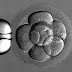 G 2/06: No EP patents for human embryo stem cells