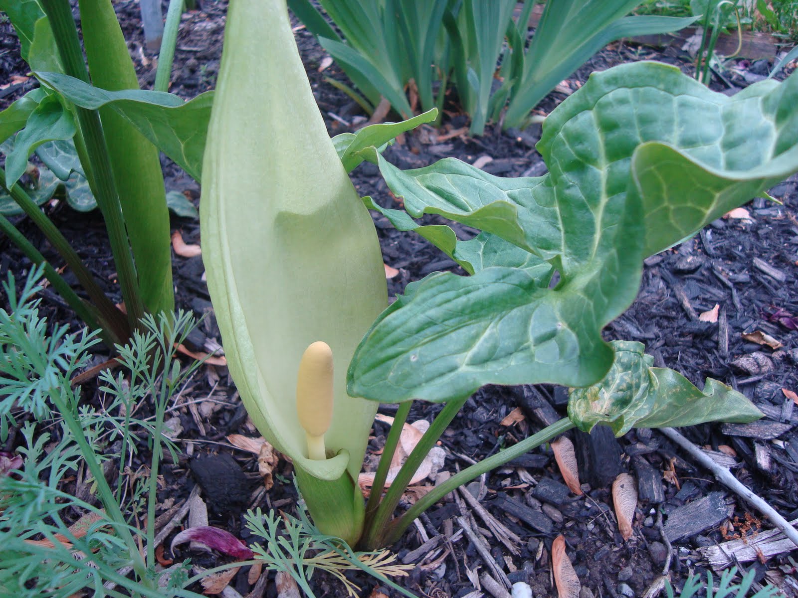 Ai My's Floral World Orange candleflower (Hoa Chân Bê )