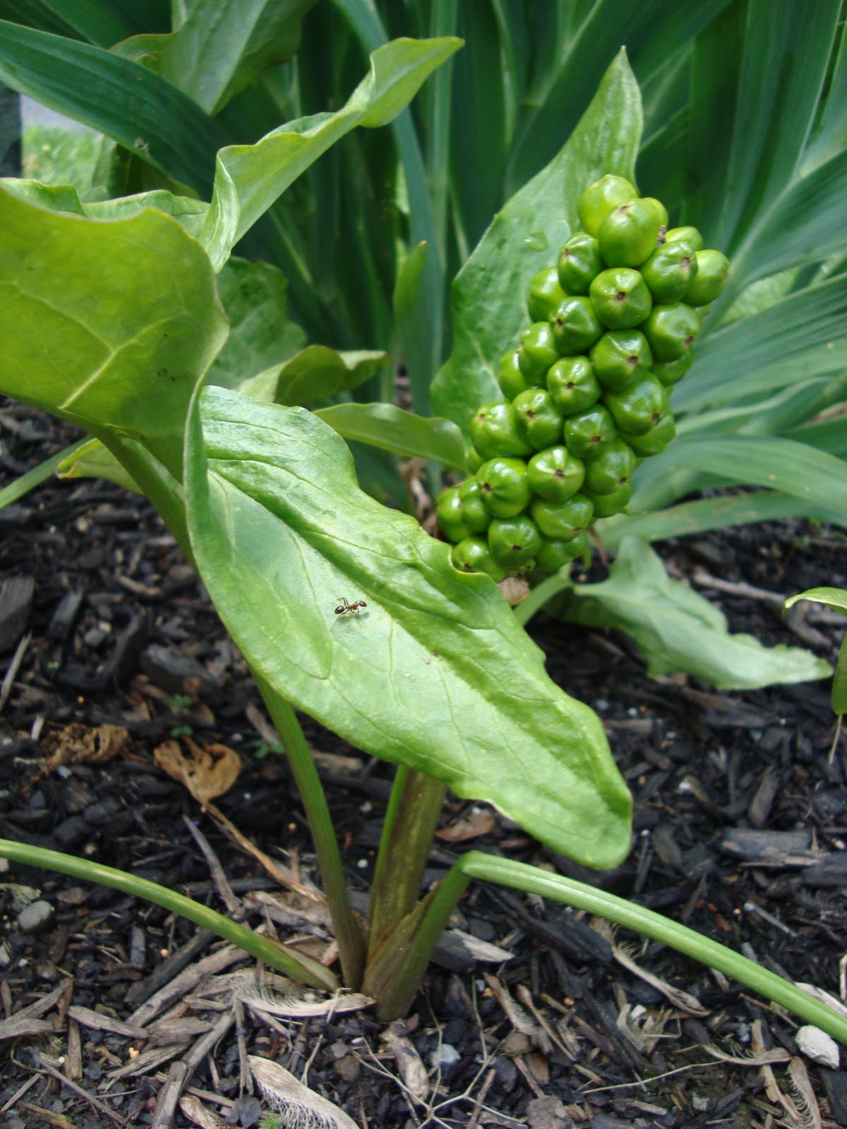 Ai My's Floral World Orange candleflower (Hoa Chân Bê )
