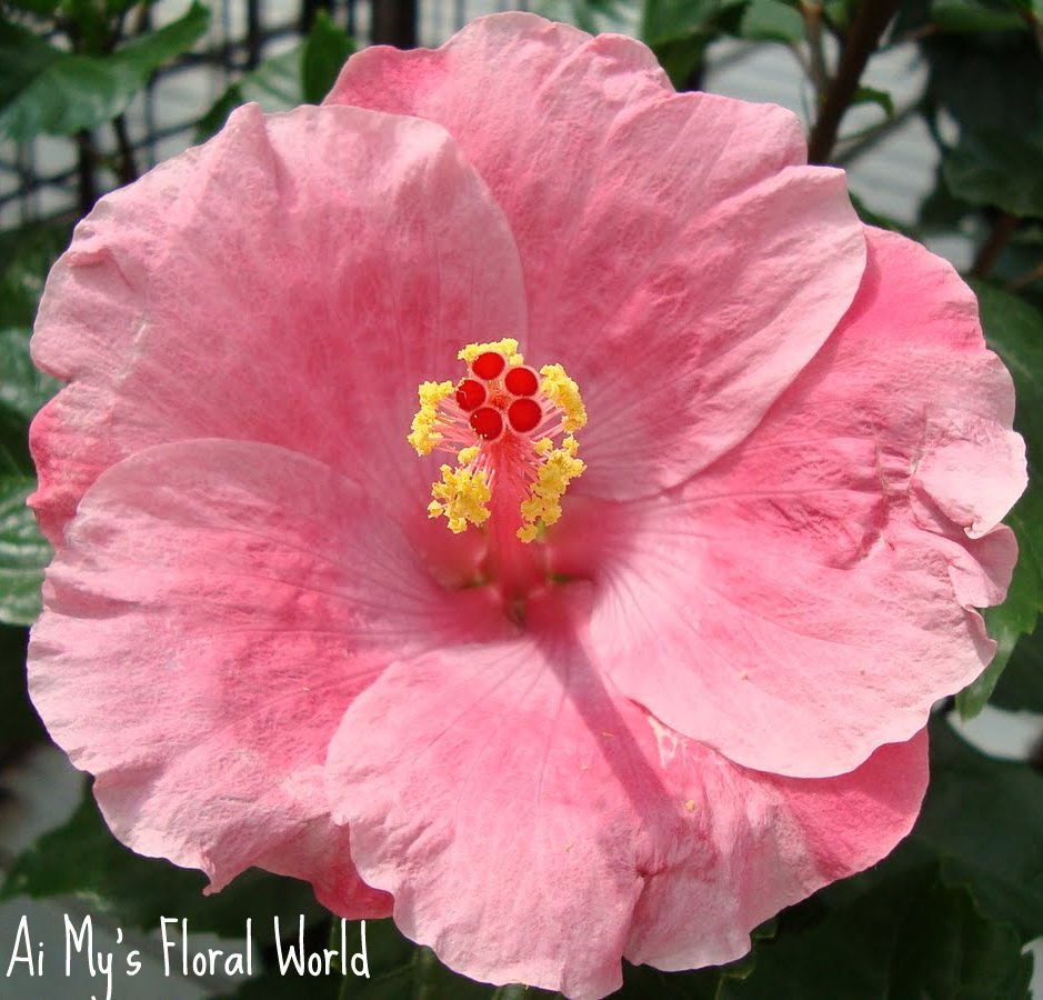 Ai My's Floral World: Hibiscus (hoa dâm bụt, râm bụt)