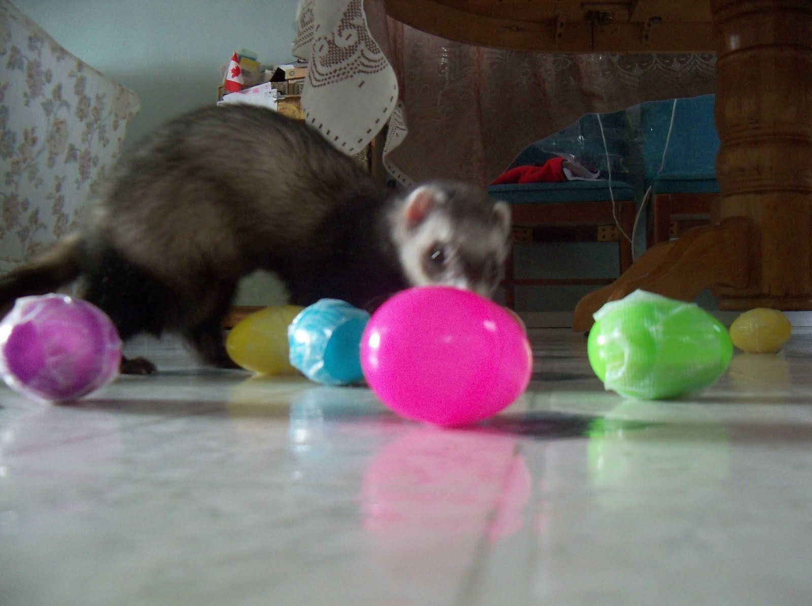 Ferrets in the North: tips for a well-behaved ferret