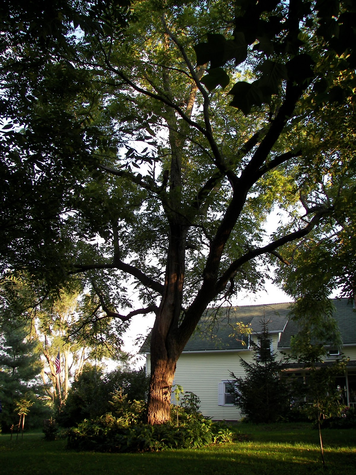 For the Love of Gardening: D is for Deciduous