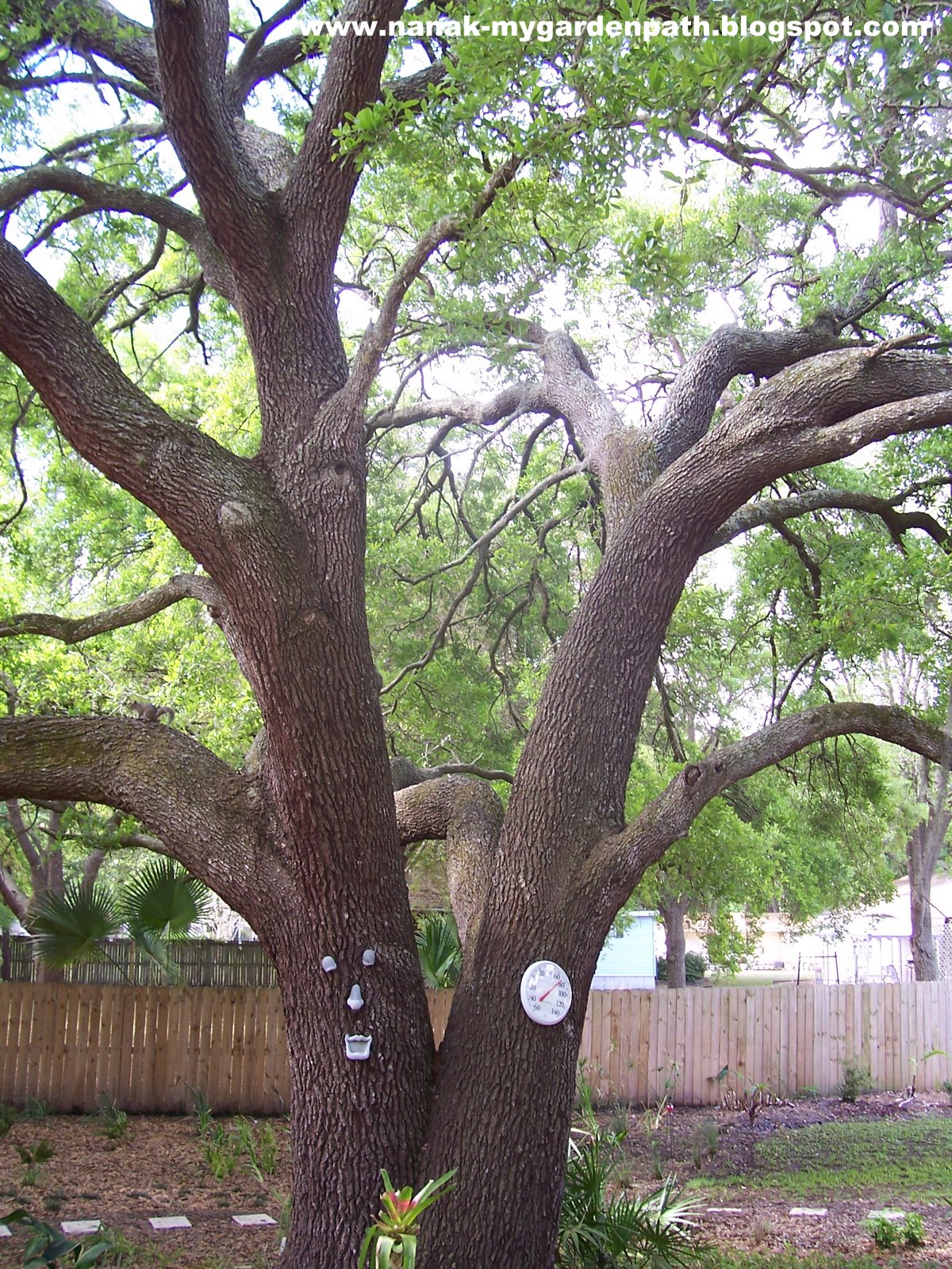 My Garden Path Loving My Live Oaks