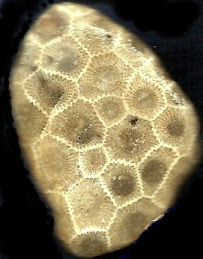 THE PETOSKEY STONE