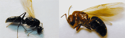 Male (left) and female carpenter ant swarmers