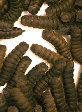 Soldier fly larvae from ProtoCulture LLC at http://thebiopod.com/pages/pages/bsf.html