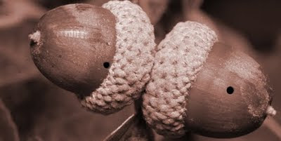 Acorns showing emergence holes of the acorn weevil