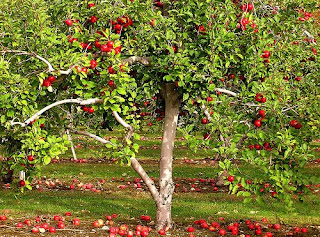 apple tree1
