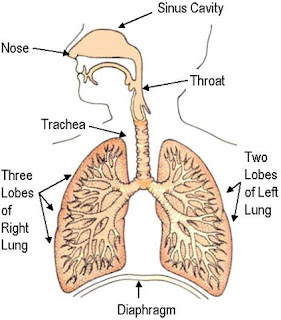SEPTUM AIR PURIFIER: Apr 16, 2010