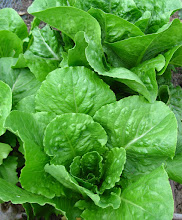 Romaine Lettuce