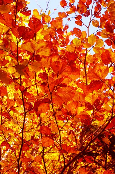 [autumncolors.jpg]