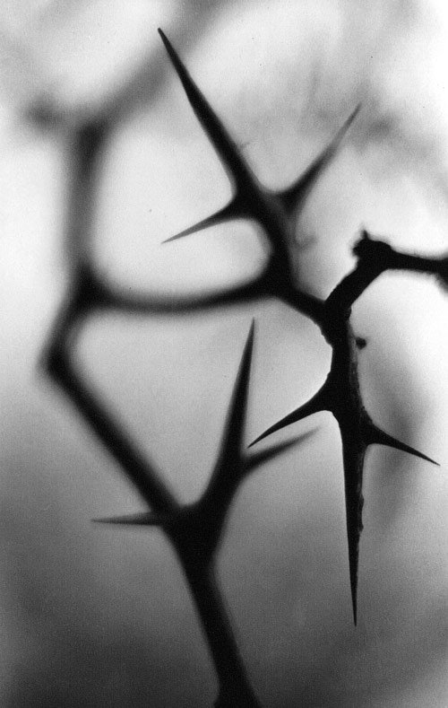 [thorns.bmp]