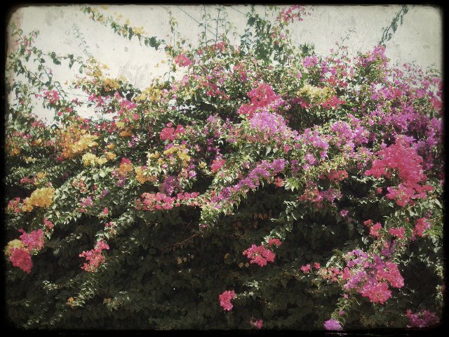 [senegal+blooms+ttv.jpg]