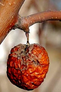 podrido.jpg