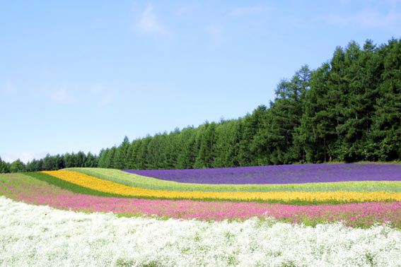 [Lavender+Farm.jpg]