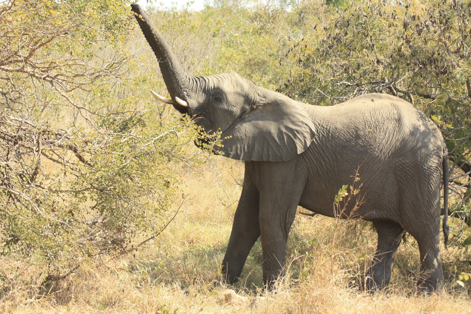 It s A Wild Life Day 10 Mjejane Game Reserve