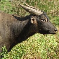 Idol udredning Legitim Animal Adventurer: Mindoro Dwarf Buffalo on the Brink of Extinction