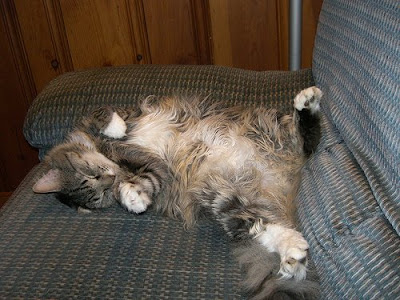 Maine coon belly fluff- please give me a tummy rub