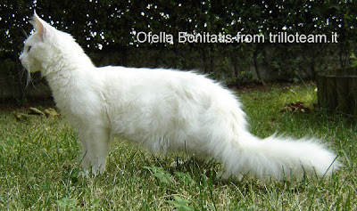 White Maine coon female TrilloTeam cattery in Italy