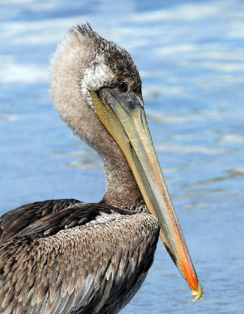 [pacific_brown_pelican2.jpg]
