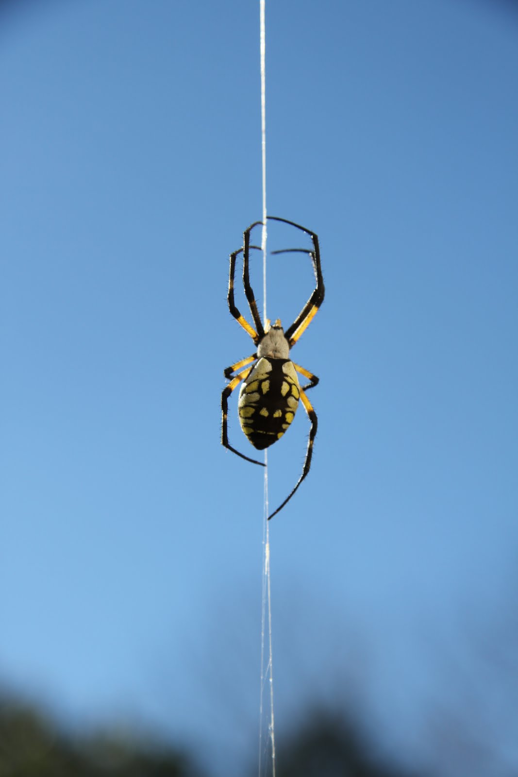 Spider essay for class 2 image