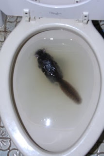 ā¦and in the hole he goes. Dead squirrel in toilet
