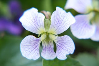 White violet, +4 close-up filter