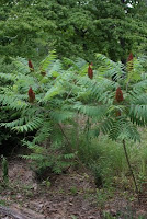 Sumac trees