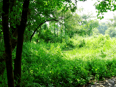 trees in gauripada
