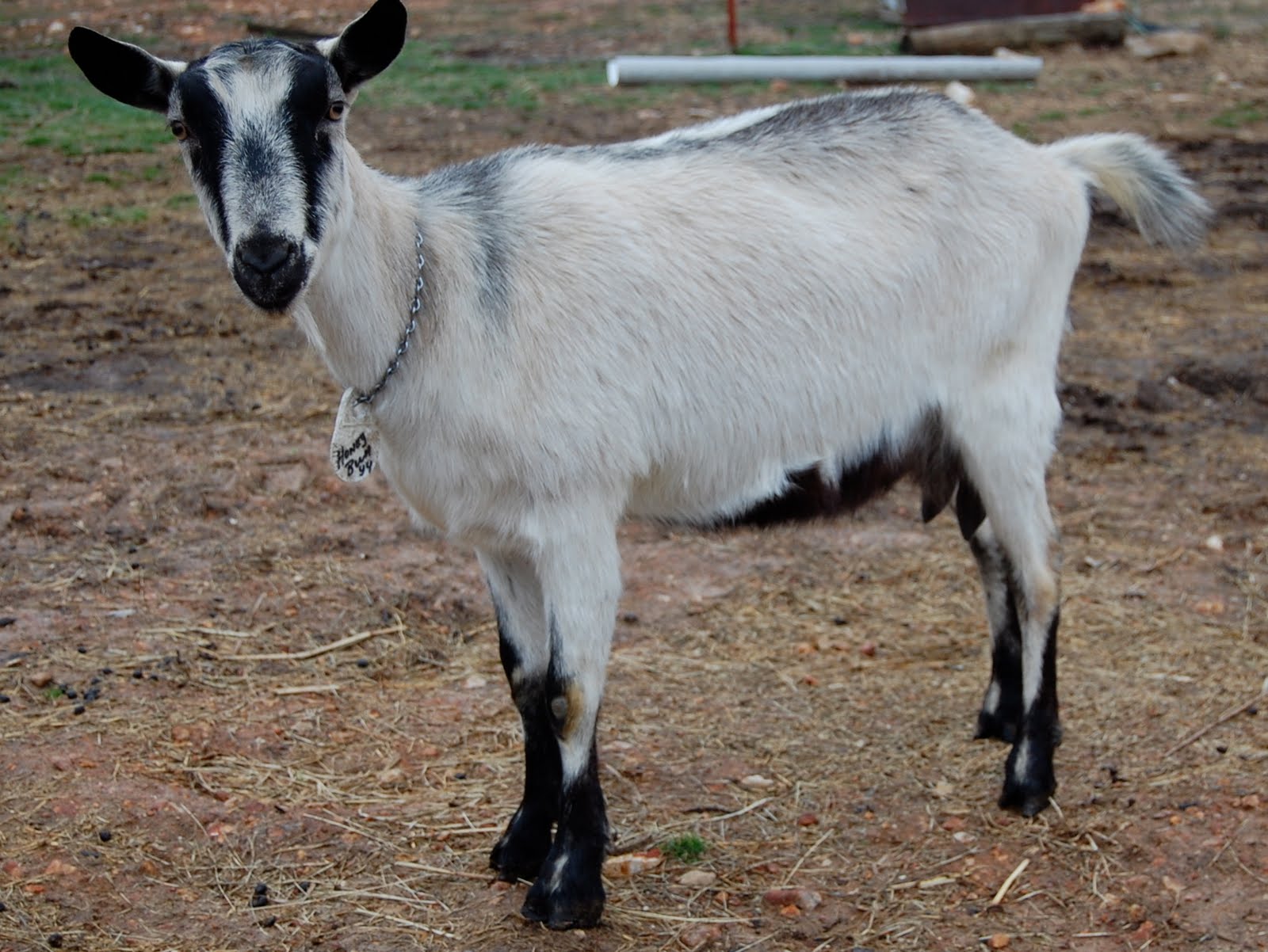 Породы коз молочных без запаха. Альпийская комолая коза. Высокогорная Альпийская коза. Коза зааненская Альпийская. Альпийская коза пиакок.