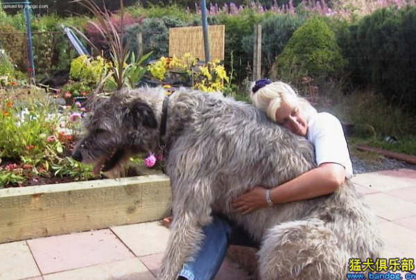 Cachorro Gigante