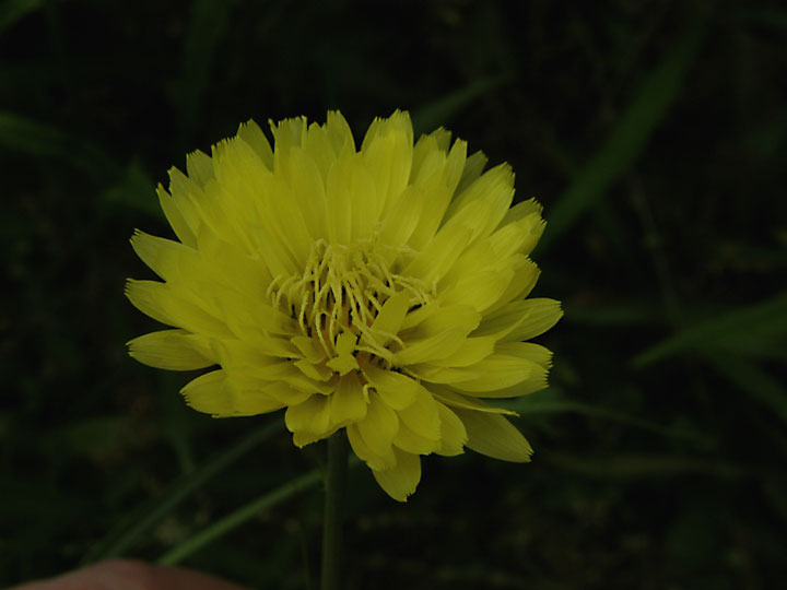 Anybody Seen My Focus?: Carolina Desert-chicory (Pyrrhopappus carolinianus)