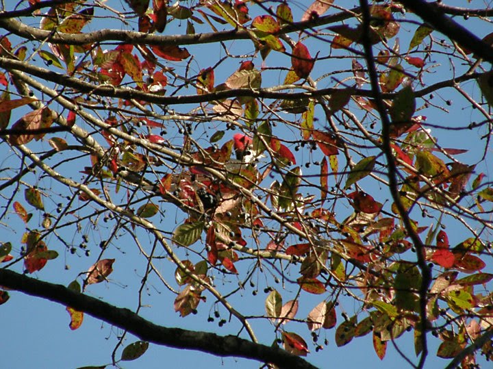 Anybody Seen My Focus?: Woodpeckers: Juvenile Yellow-bellied Sapsucker