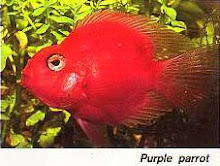 Purple Blood Parrot Fish