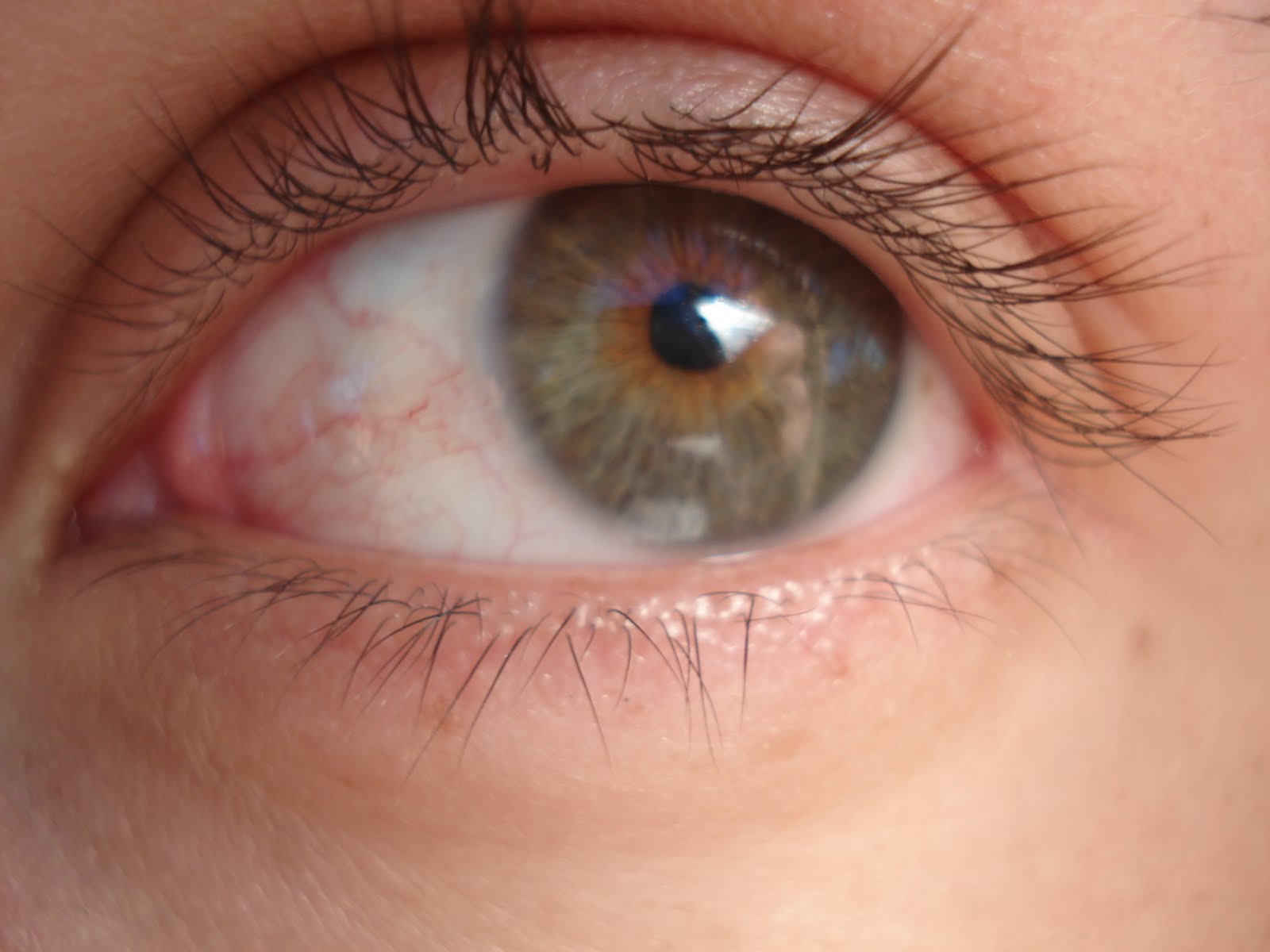Suele ser color Miel Ojos Verdes.