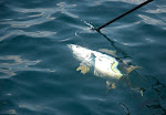 YellowFin Tuna Offshore