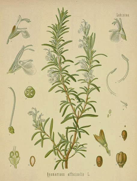 Rosemary
