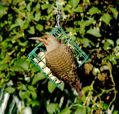 Red-Shafted Flicker