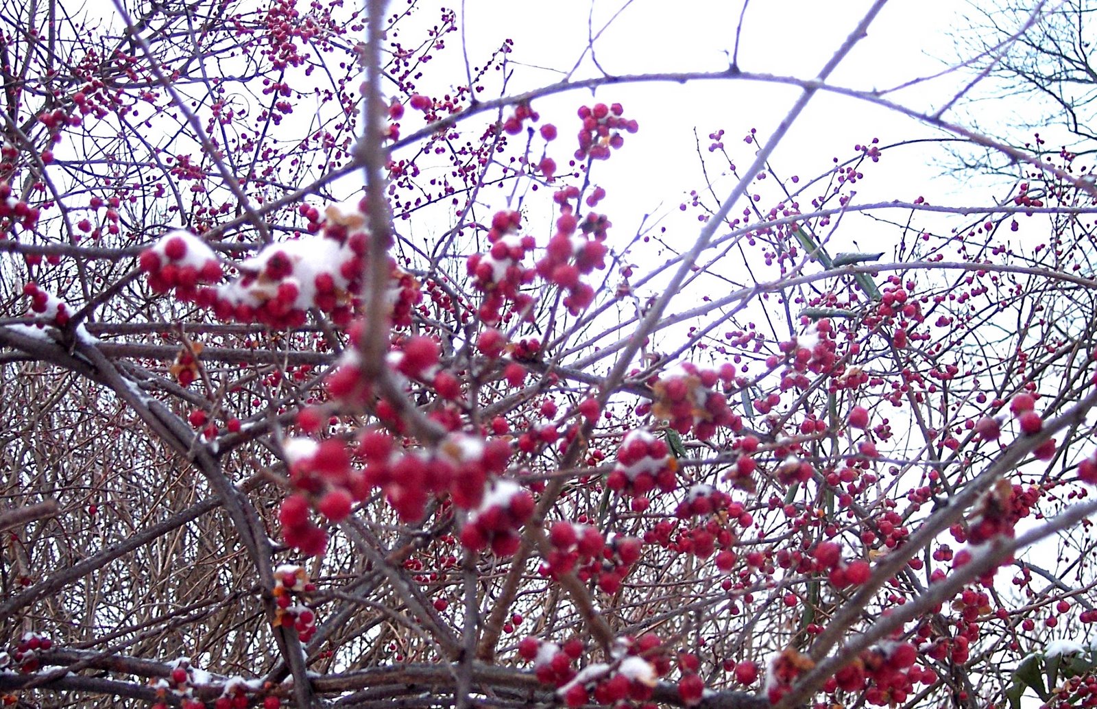 [Rubyberriesbrite.jpg]