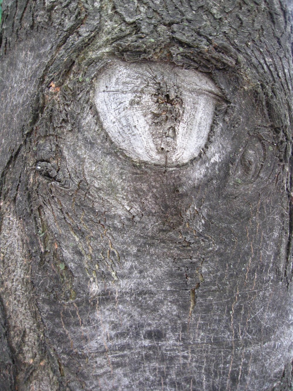 Magnificent Valor The Trees Have Eyes