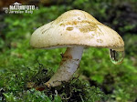 Greek mushrooms