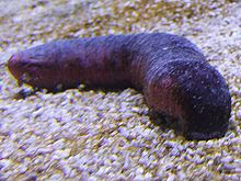 sea cucumber