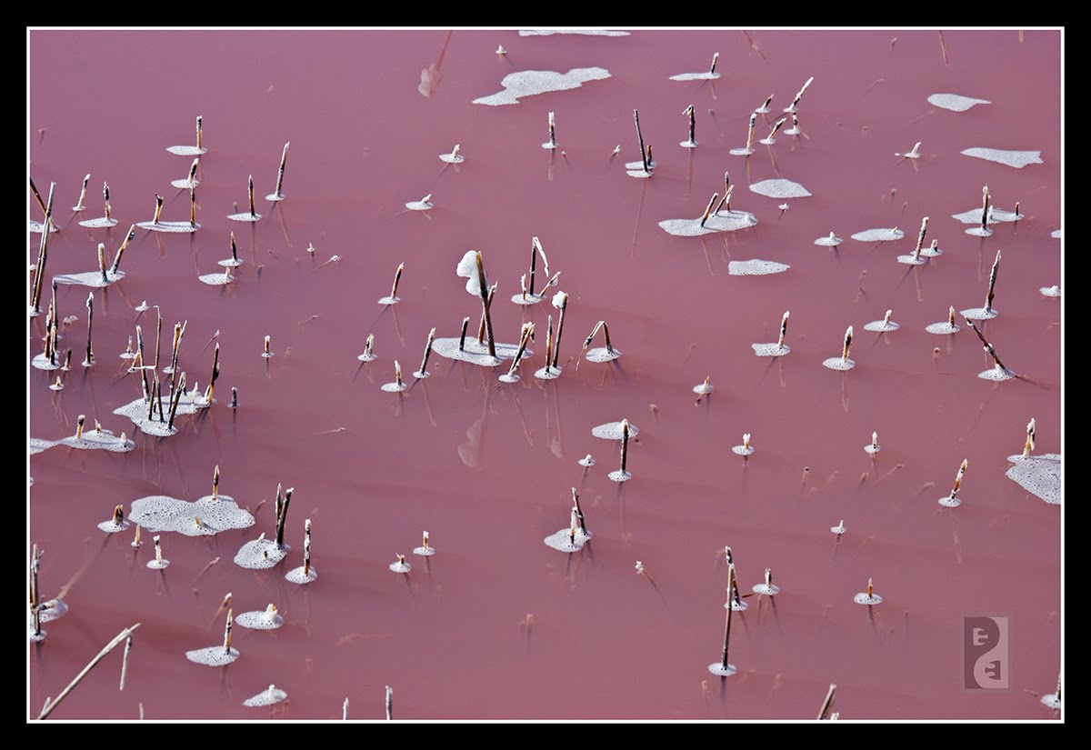 dunaliella salina propiedades