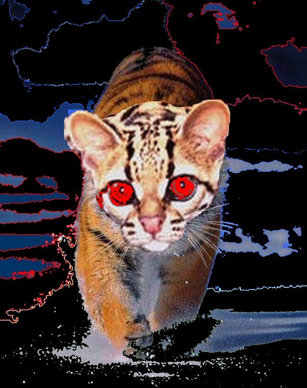 [gato_indignado.jpg]