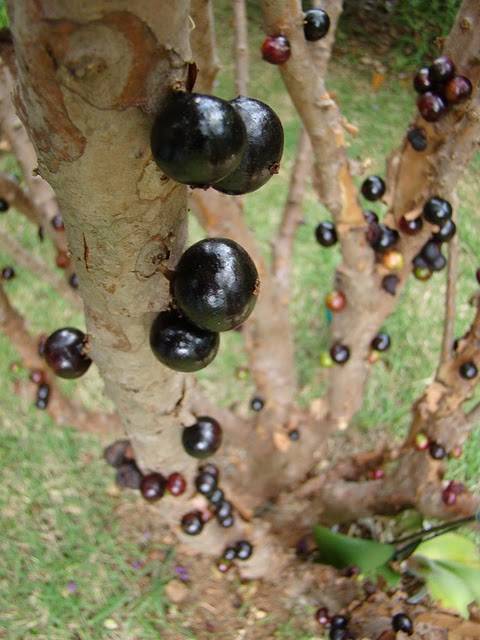 Jabuticaba-009.jpg