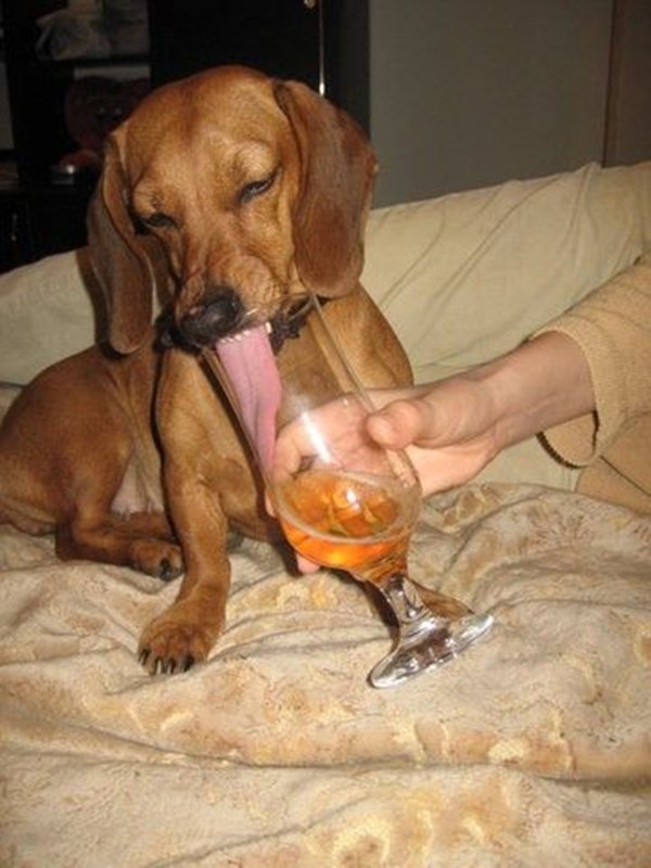 funnymals__02.jpg