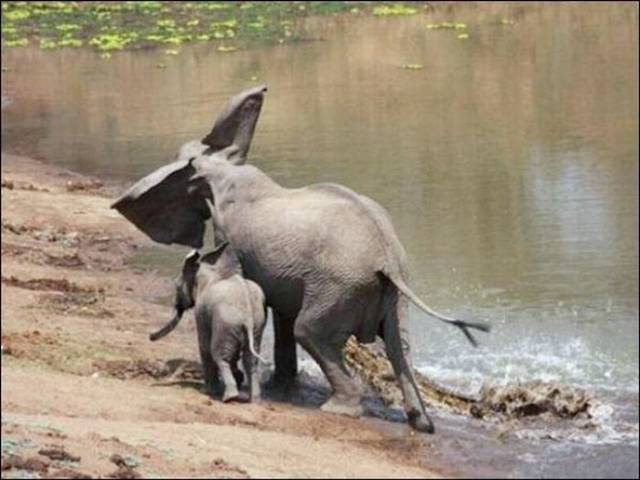 Elephant-vs-Crocodile-3.jpg