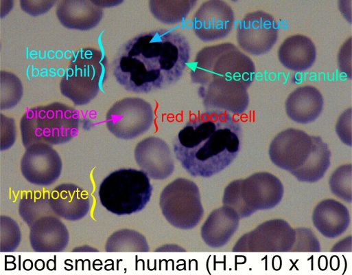 SHARE THE WONDERFUL BIOLOGY: BLOOD SMEAR SLIDES red cell diagram 