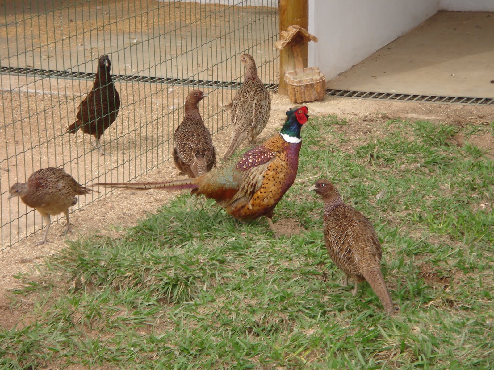 FAZENDA VIRADA: Faisões